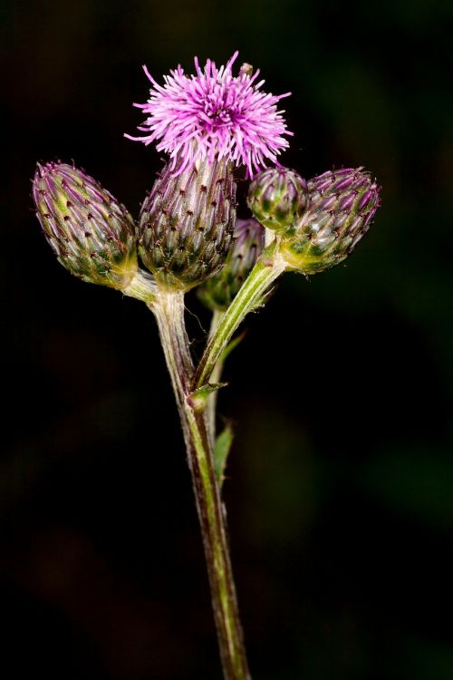 thistle lial blossom