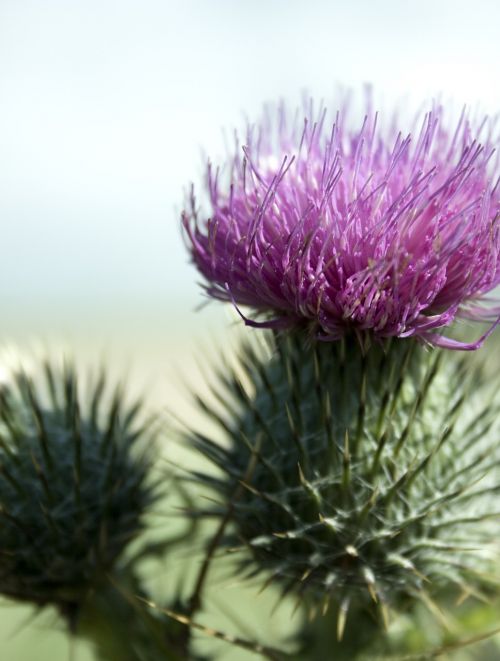 thistle macro plant