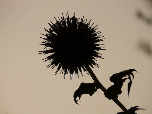 thistle back light plant