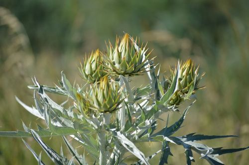 thistle wildflower wild plant