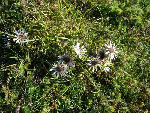 thistle swabian alb nature