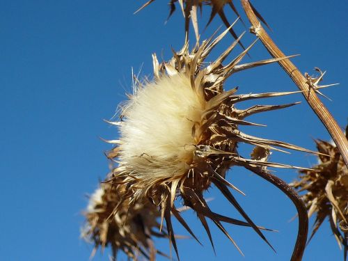 thistle flower dry