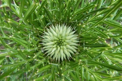 thistle flower of the field spring