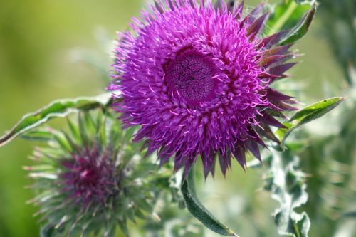 thistle flowers violet