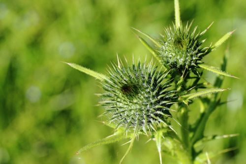 thistle bud inflorescence