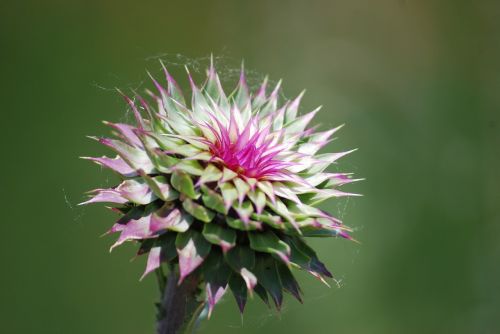 thistle weed flower