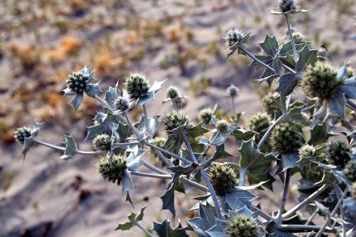 thistle beach plant