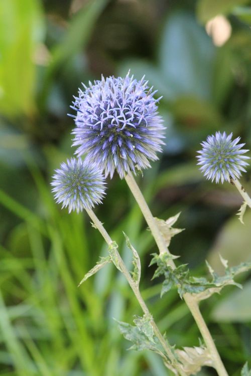 thistle plant blossom