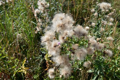 thistle furry seeds