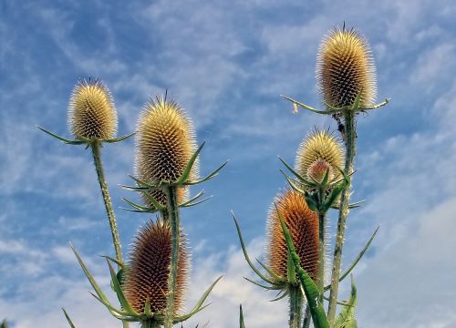 thistle edeldistel plant