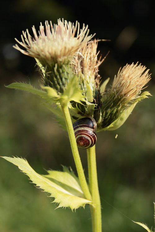 thistle snail flower