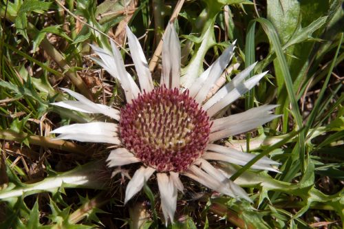 thistle silver thistle prickly