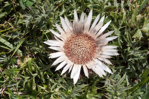 thistle silver thistle prickly