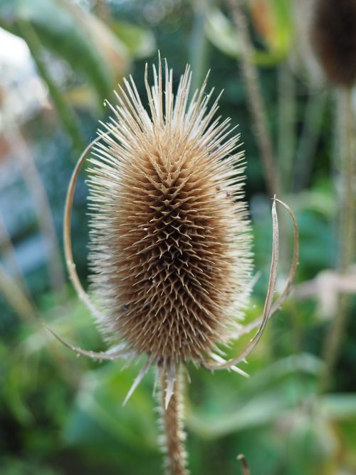 thistle nature spur