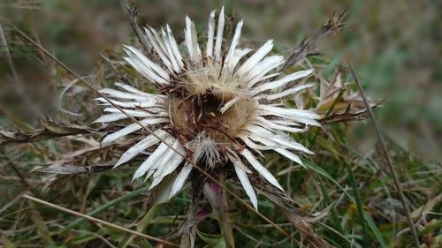 thistle nature close