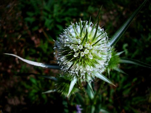 thistle meadow nature