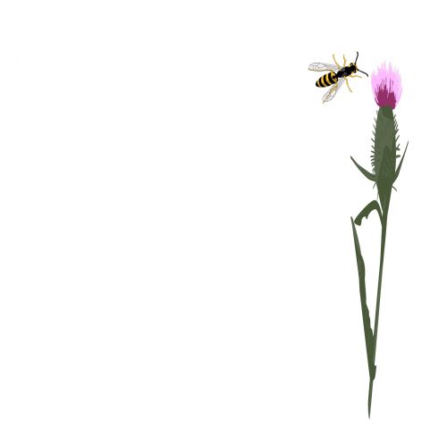 Thistle And Hornet