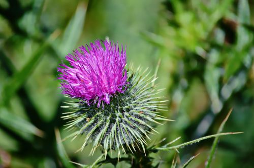 Thistle Blurred Background