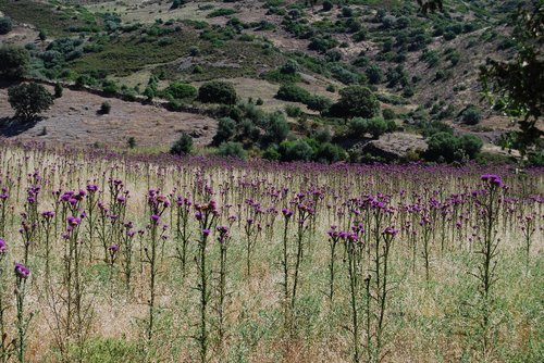 thistle field  corsica  loneliness