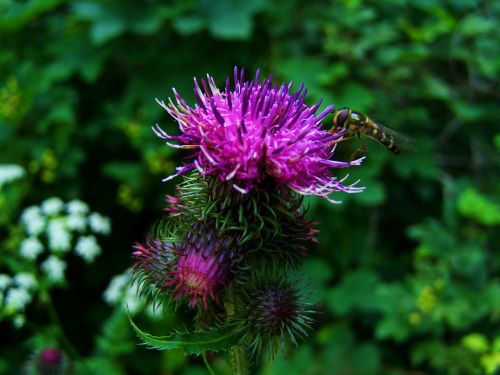 thistle flower ass weed pink-purple flowers