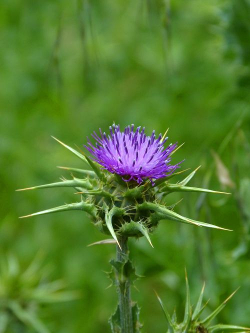 thistle flower thistle beauty