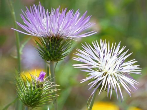 thistle flower wild flower beauty