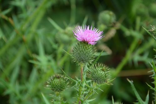 thistle flower pink purple green