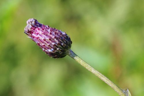 thistle flower bud thistle