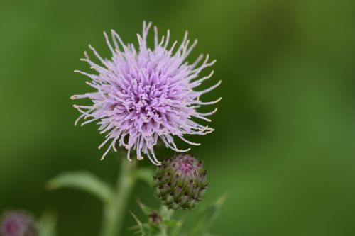 thistle flower nature purple