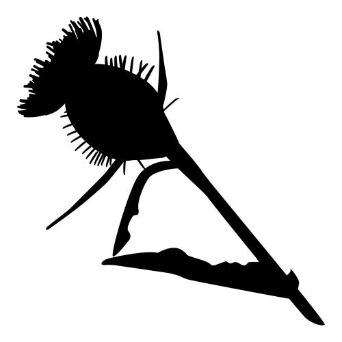 Thistle Silhouette