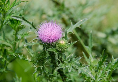 thistle spiny plant weed