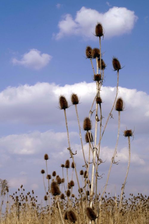 thistles thistle plant