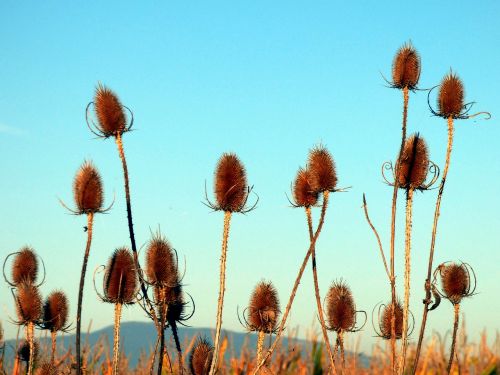 thistles nature flowers