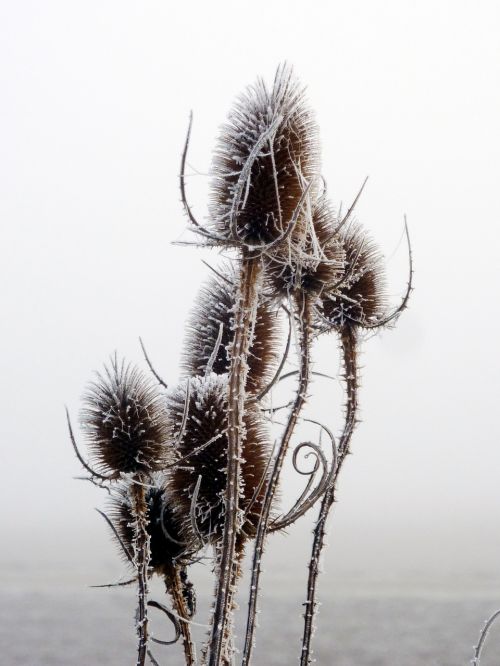 thistles winter sky