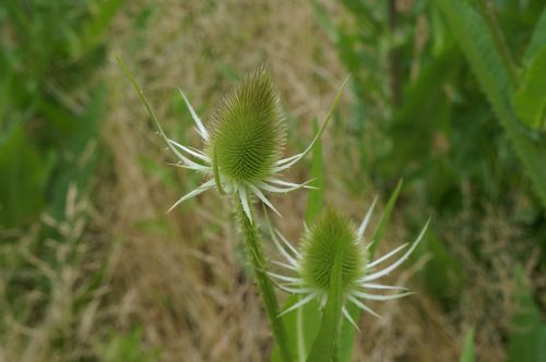 thistles green thistle flower