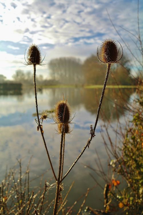 thistles winter countryside