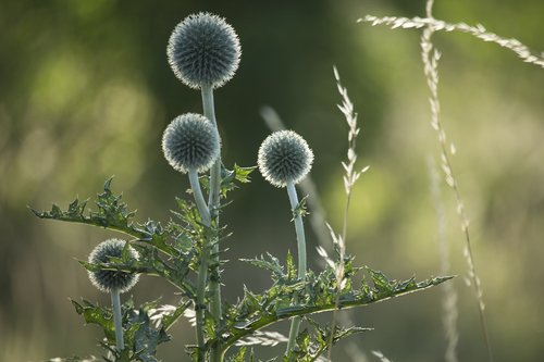 thistles  nature  thistle