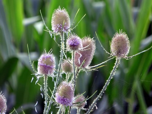 thistles  flowers  nature