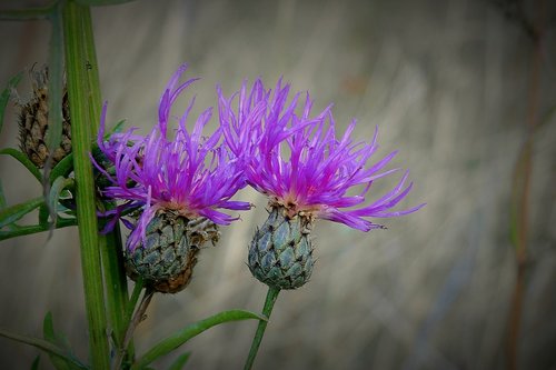 thistles  meadow  autumn