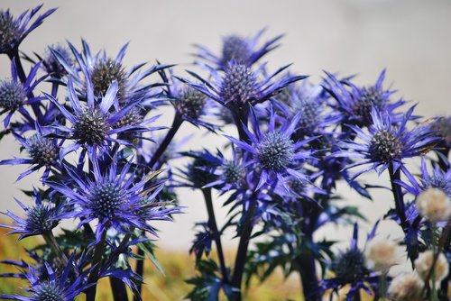 thistles  flowers  blue