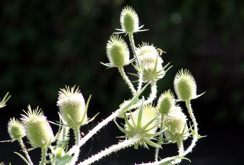 thistles  flowers  summer