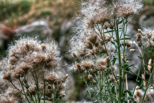 thistles  faded  seeds