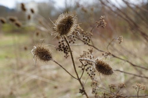 thistles plant dry