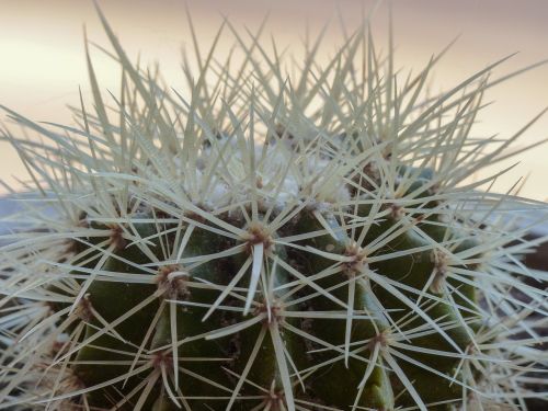thistly thorny cactus