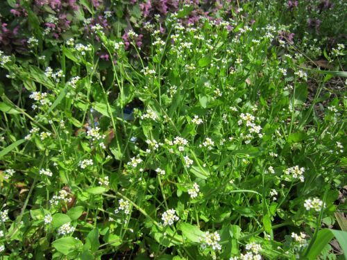 thlaspi arvense field penny-cress wildflower