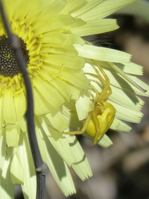 thomisus onustus spider yellow flower