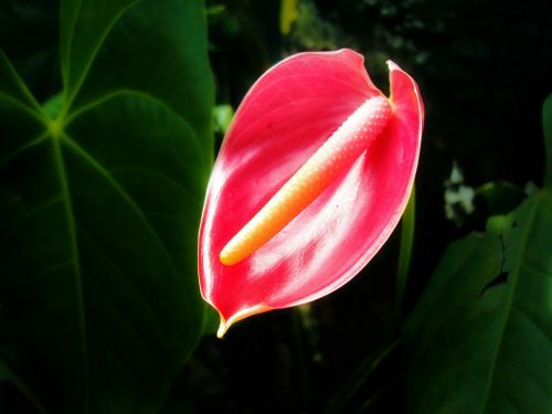 thorium flower flower tropical flower