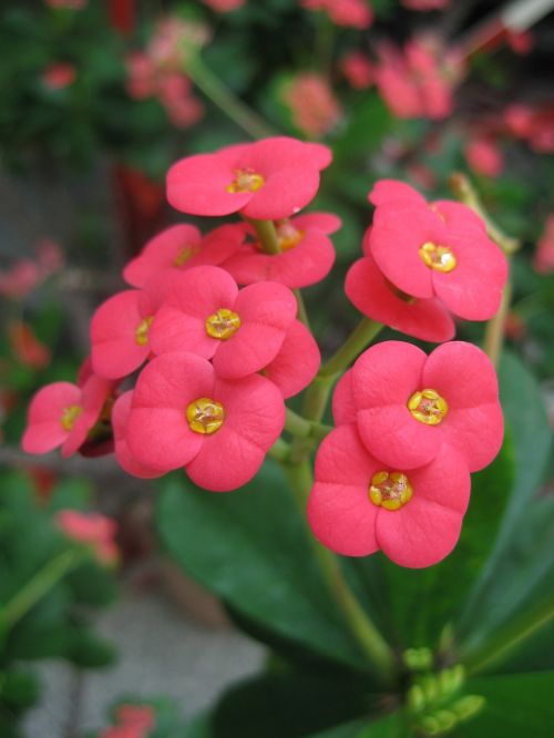 thorn euphorbia flower