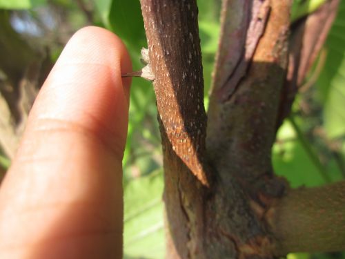 thorn finger plant