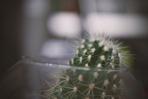 thorn cactus green